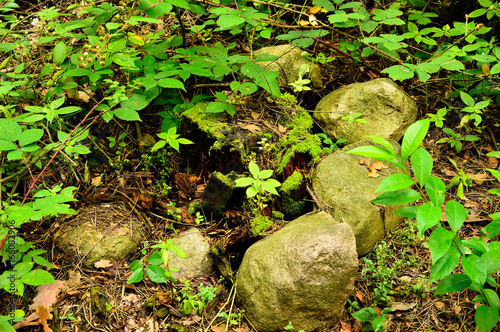 Omszałe kamienie w lesie