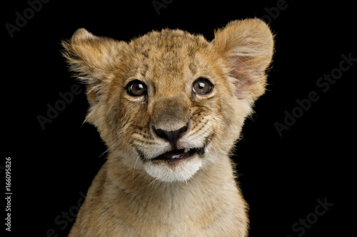 Portrait of Lion Cub with Grin Isolated on Black Background, front view