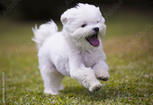 dog playing / white maltese dog playing and running on green grass and plants background