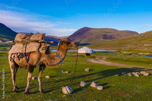 Kamel vor Ger Jurte in der Mongolei