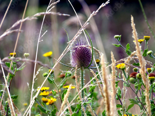 Fleurs de garrigue