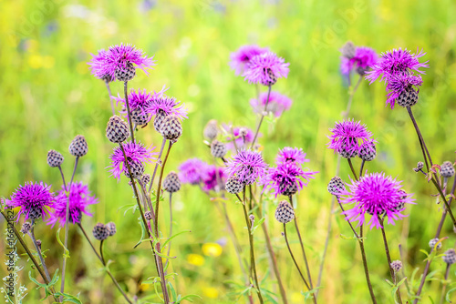 A blooming thistle in the field