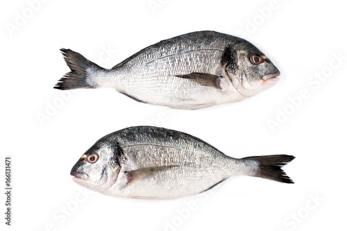 Two fresh Dorado fish on a white background. Isolated..