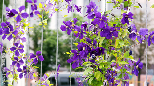 Purple clematis on a metal trellis