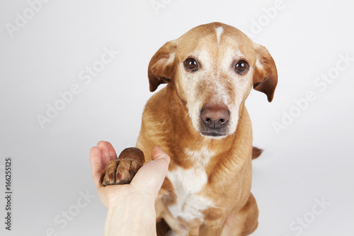 Friendly hand and paw shake. A brown dog on the bright background.