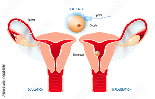 Ovulation, fertilization, implantation of blastocyst in the uterine wall