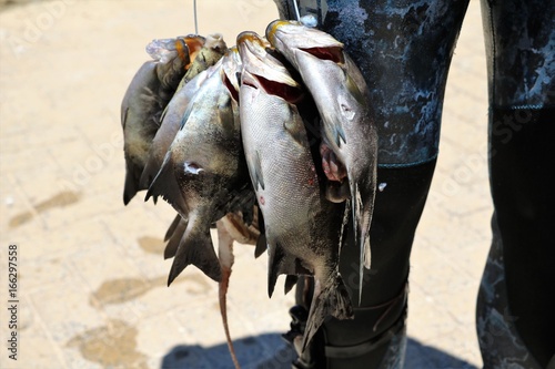 Freshly caught fish from the Indian Ocean, Western Australia 