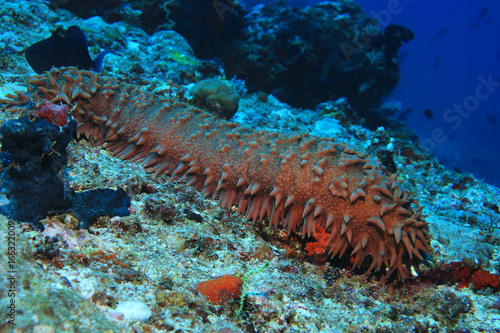 Pineapple sea cucumber