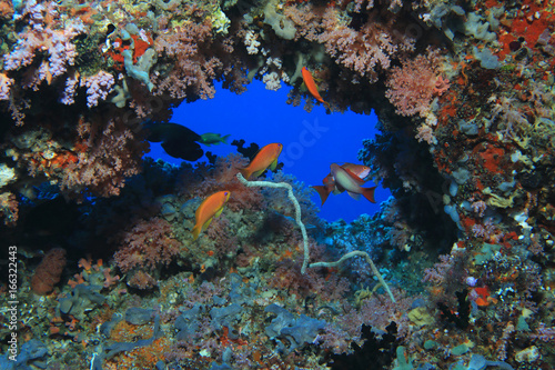 Beautiful coral reef