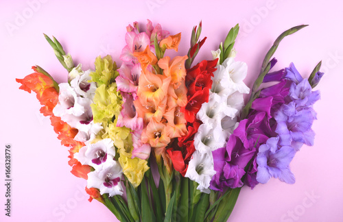 Beautiful gladiolus flowers on trendy pink background.