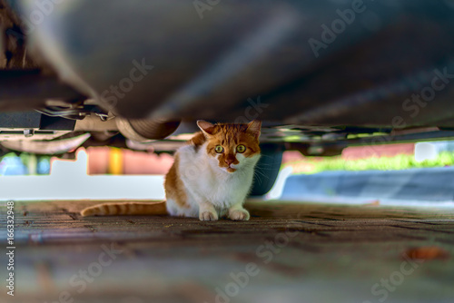 Red cat under the car