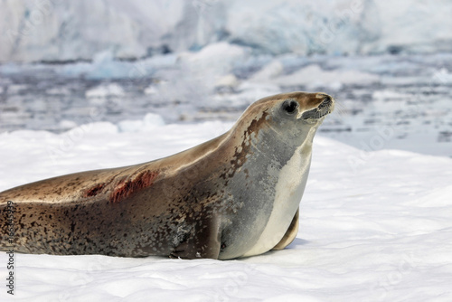 Crabeater seal on ice floe, Antarctic Peninsula, Antarctica