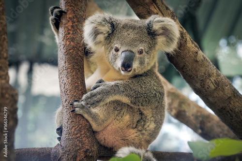 A cute koala.