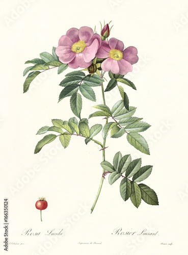 Old illustration of Virginia Rose (Rosa lucida). Created by P. R. Redoute, published on Les Roses, Imp. Firmin Didot, Paris, 1817-24