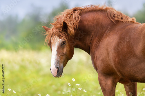 Beautiful big red draft horse portrait on spring meadow
