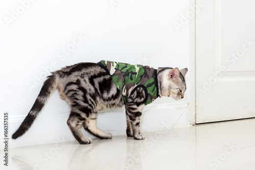 Cute American shorthair cat wearing soldier shirt and standing on the floor with copyspace