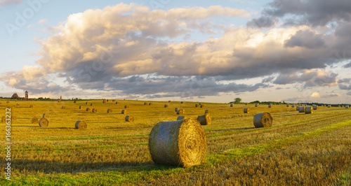 Straw bales in the field after the harvest
