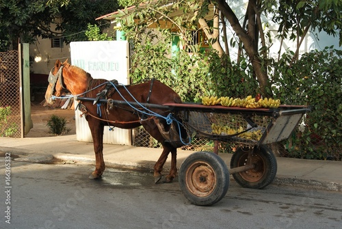 Transport typique à Vinales, Cuba