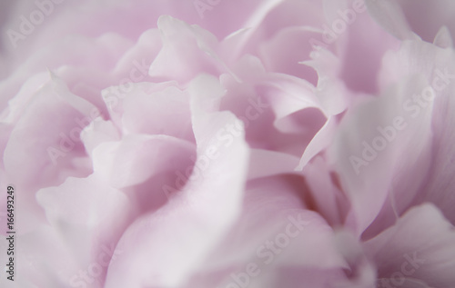 Pink flower petals
