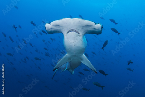 A Scalloped Hammerhead in the Galapagos