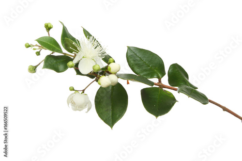 Myrtle flowers and foliage