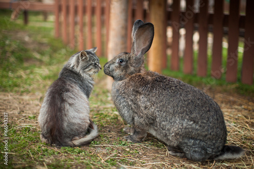 Nice photo of cat and rabbit friendship