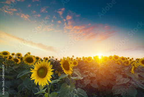 Sunflowers, JAPAN. Field of blooming sunflowers on a background blue sky.