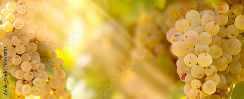 Grape Riesling (wine grape) on grapevine in vineyard lit by sunlight-sun rays