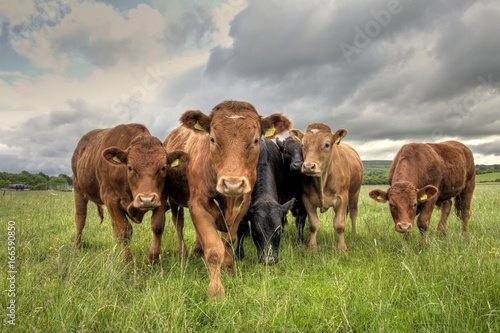 Limousin Bullocks in a Field