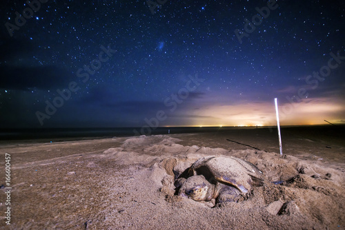 Loggerhead sea turtle (Caretta caretta)