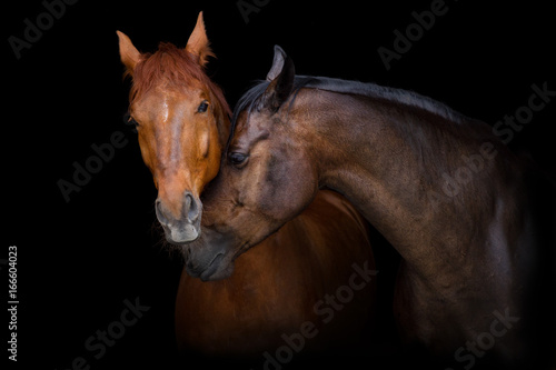 Two horse portrait on black background. Horses in love