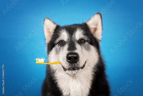 a dog with toothbrush in the mouth
