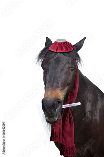 ill horse with thermometer have fever