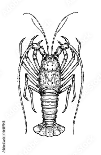 Ink sketch of spiny lobster