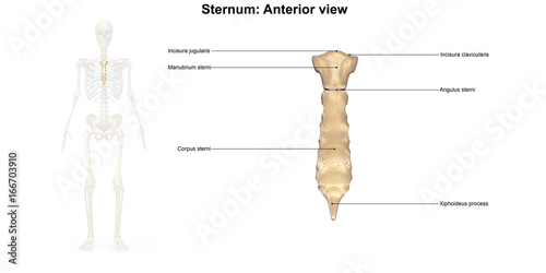 Sternum_Lateral view