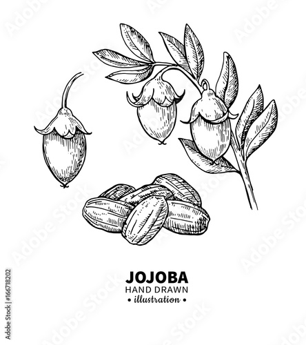 Jojoba vector drawing. Isolated vintage illustration of fruit. Organic essential oil engraved style sketch