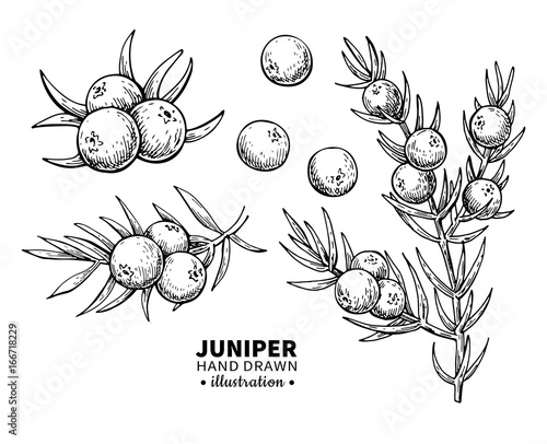 Juniper vector drawing. Isolated vintage illustration of berry on branch. Organic essential oil engraved style sketch.
