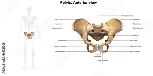 Skeleton_Pelvis_Anterior view