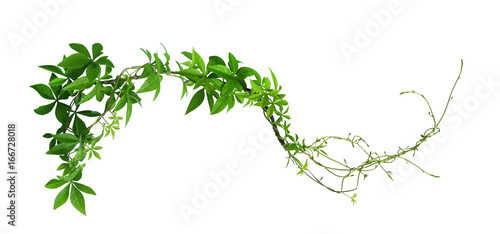 Wild morning glory leaves jungle vines isolated on white background, clipping path included