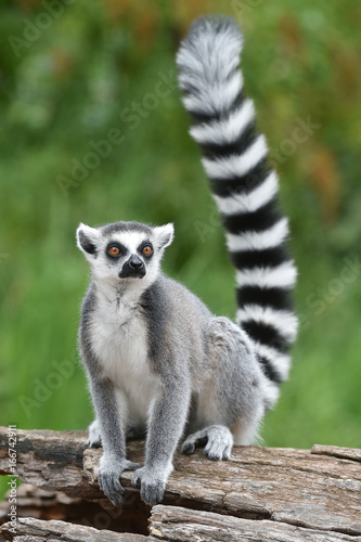 Ring-tailed lemur