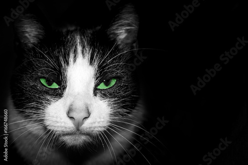 Black and white Portrait of a cat with a gaze and green eyes