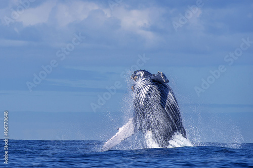 Humpback whale