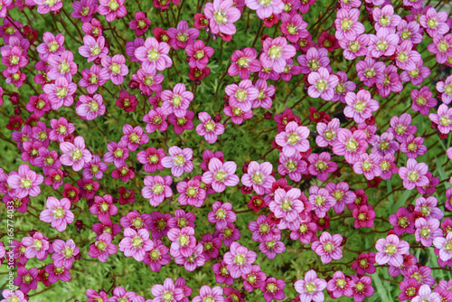 Pink saxifrage in rock garden(Saxifraga arendsii) 