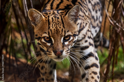 Ocelot