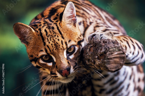 Ocelot