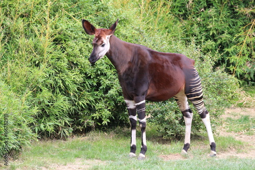 Okapi