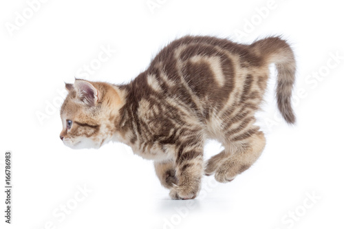 Active running young cat side view isolated