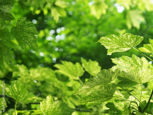 Maple sycophant or yavor white Nizetti. Acer pseudoplatanus Nizetti. Sycamore tree with marbled leaves, green with white veins and spots. Natural green and white background