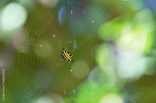 Hasselt's spiny spider. Yellow-Black spot spider in nature. blur background.
