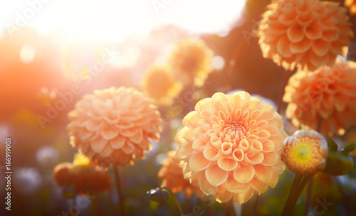 Wunderschöne Blumen im Sommer